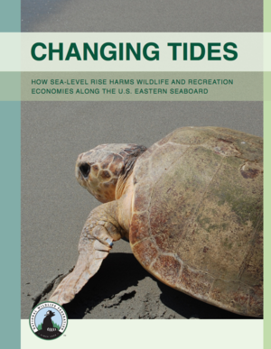 Changing Tides: How Sea-level Rise Harms Wildlife and Recreation Economies Along the U.S. Eastern Seaboard