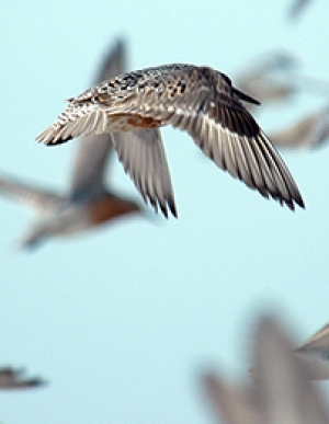 U.S. DOI Hurricane Sandy Coastal Resiliency Competitive Grant Program