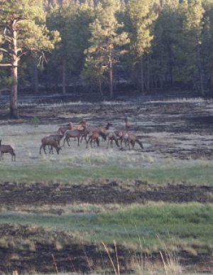 Wildland Fire Resilient Landscapes Program (U.S. DOI)